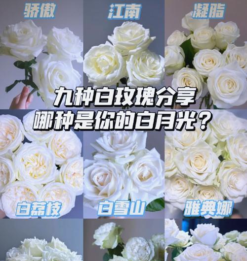 两红一白三朵玫瑰代表什么？这种组合的玫瑰花有何特殊含义？