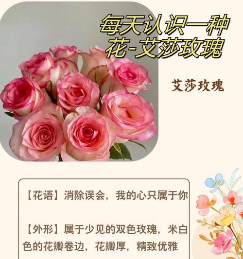 送玫瑰花给母亲的花语有哪些？它代表了什么情感？