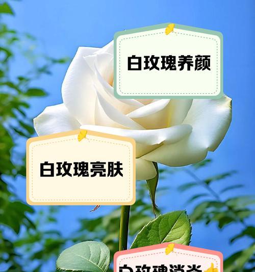 白玫瑰花语中包含什么负面含义？