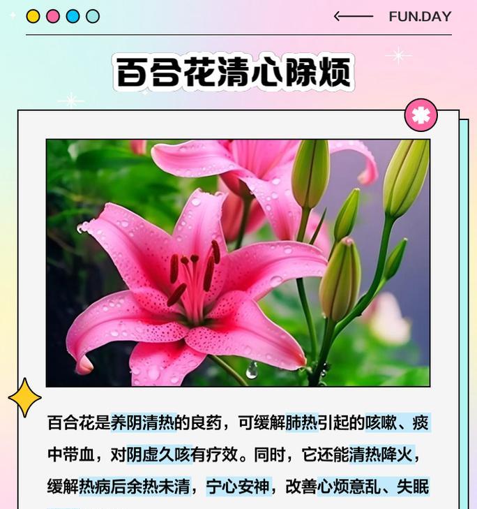 送百合花的寓意及象征是什么？百合花在不同文化中的意义？