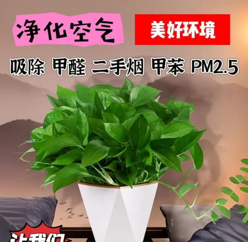 绿萝的花语代表什么？绿萝在植物语言中意味着什么？