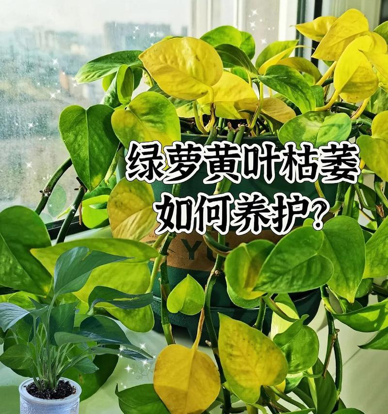 绿萝的花语代表什么？绿萝在植物语言中意味着什么？