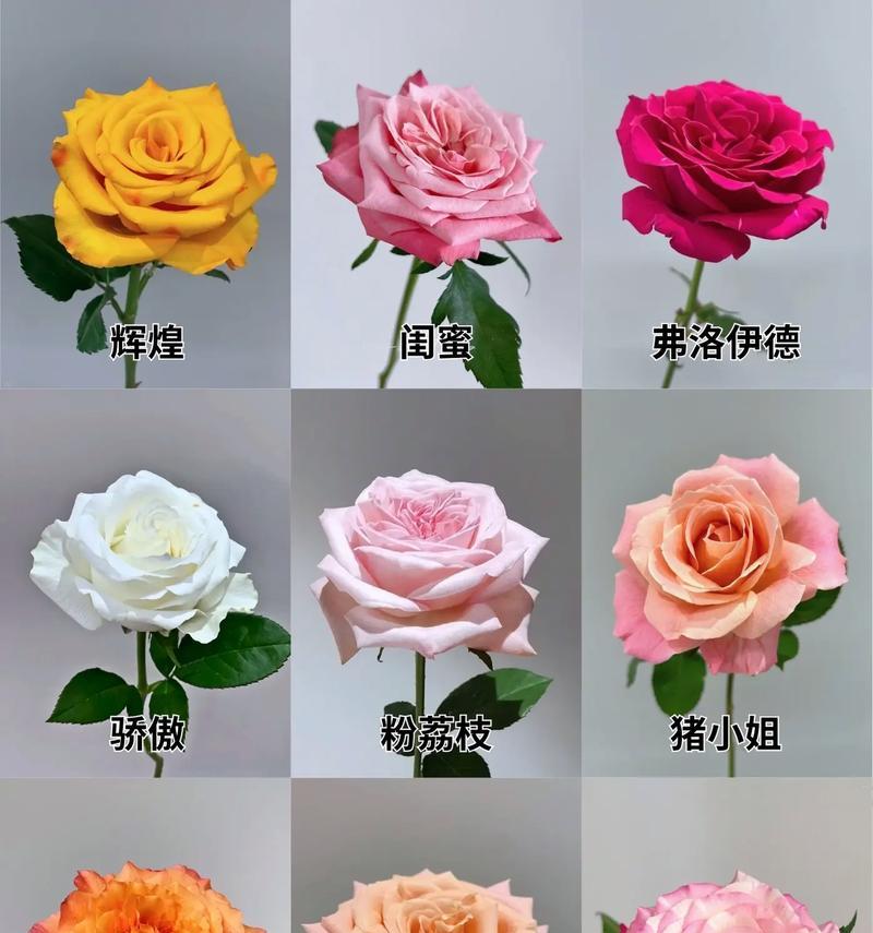 这花真的是玫瑰花吗？如何辨别真正的玫瑰花？