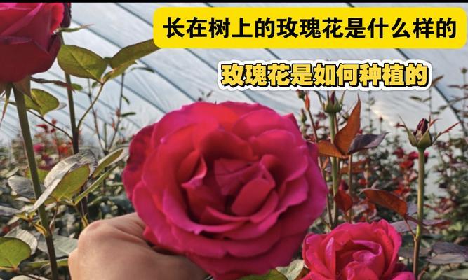 为什么玫瑰花永远种不活？如何解决玫瑰花种植难题？