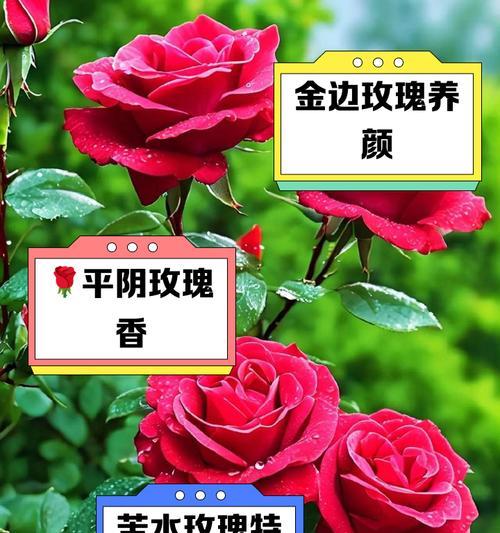 为什么玫瑰花永远种不活？如何解决玫瑰花种植难题？