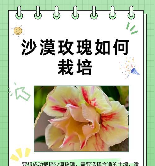 为什么玫瑰花永远种不活？如何解决玫瑰花种植难题？