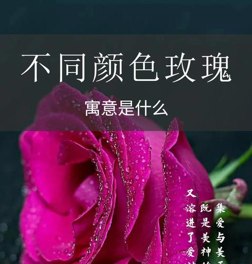 送情侣玫瑰花颜色的含义是什么？不同颜色的玫瑰代表什么？