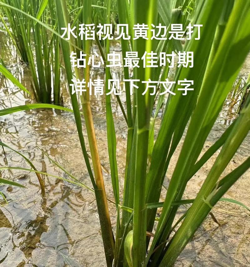 水稻抽穗扬花起风的含义是什么？水稻抽穗扬花起风的象征意义是什么？