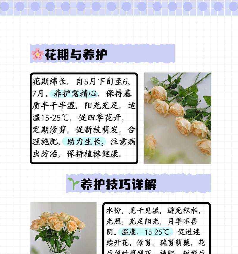 香槟玫瑰的花语是什么？香槟玫瑰代表什么？