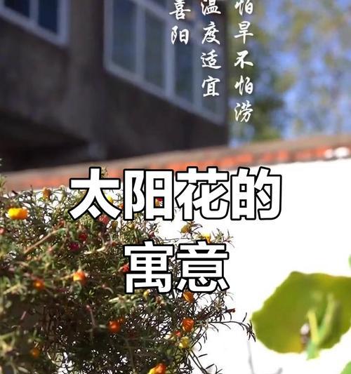 太阳花的花语代表什么？