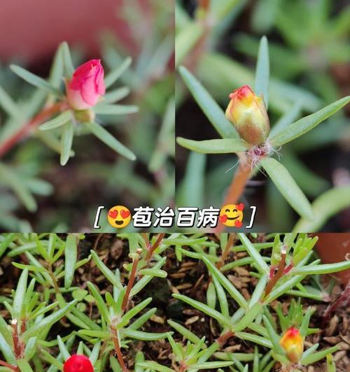 太阳花的花语代表什么？