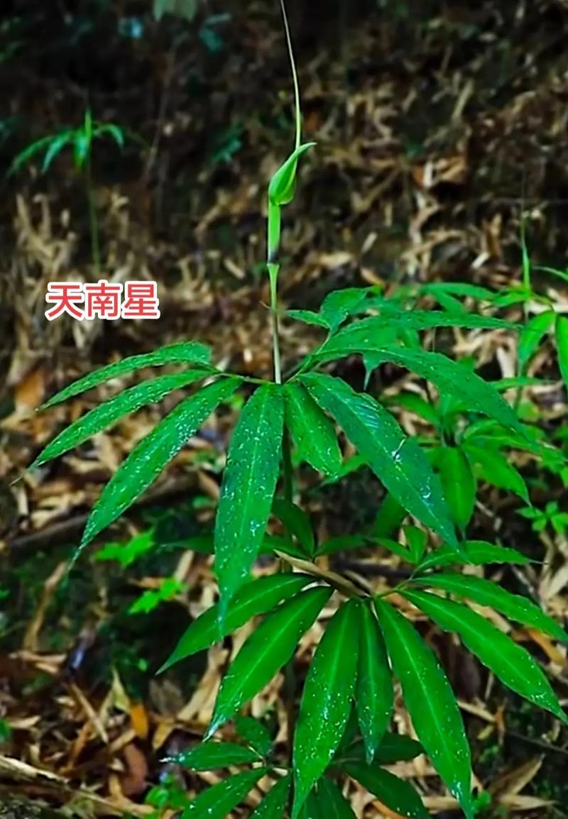 常见的植物有哪些？