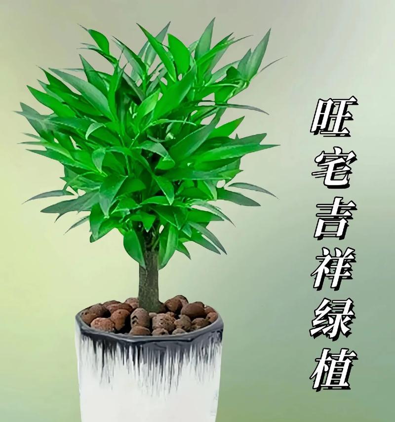 哪些植物具有天然驱蚊效果？