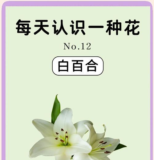 百合花在花语中代表什么？