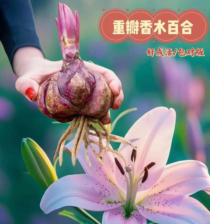 百合花在花语中代表什么？