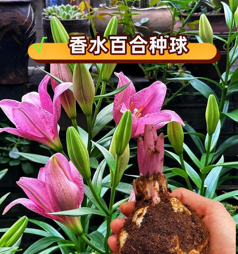 百合花是什么意思？