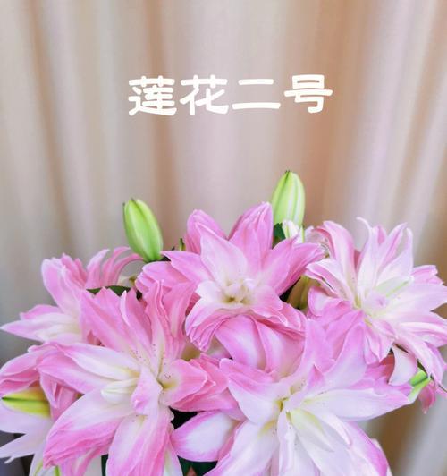 莲花百合的种植方法是什么？种植莲花百合需要哪些技术？