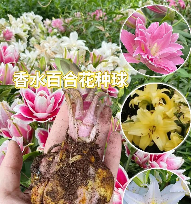 香水百合的花语是什么？