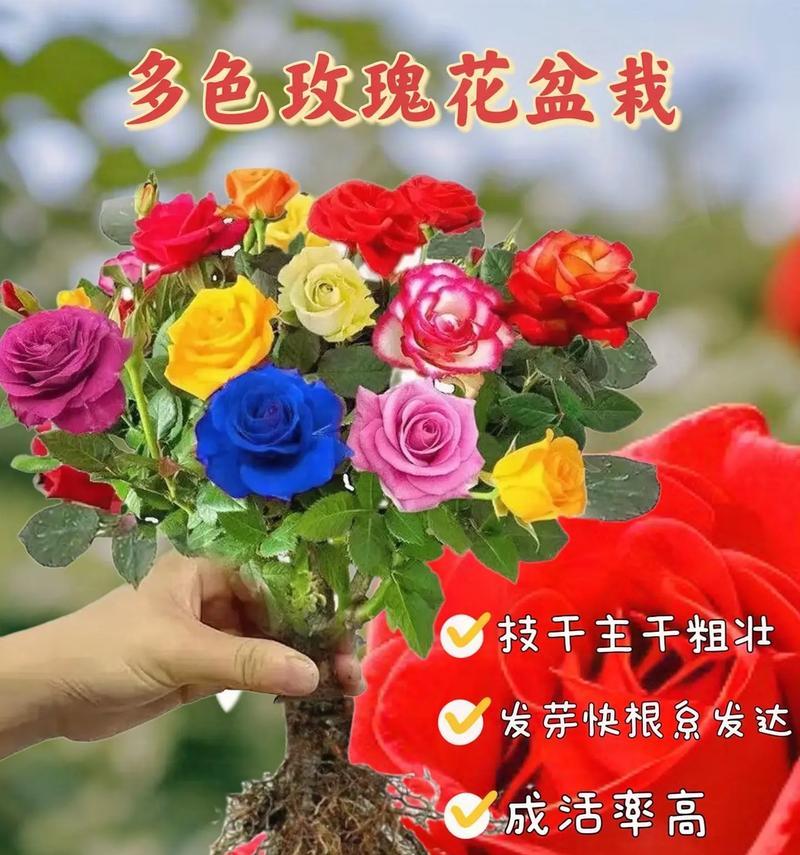 玫瑰花的花语有哪些？