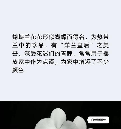 蝴蝶兰象征着什么？