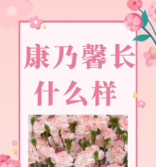 康乃馨作为礼物的含义是什么？