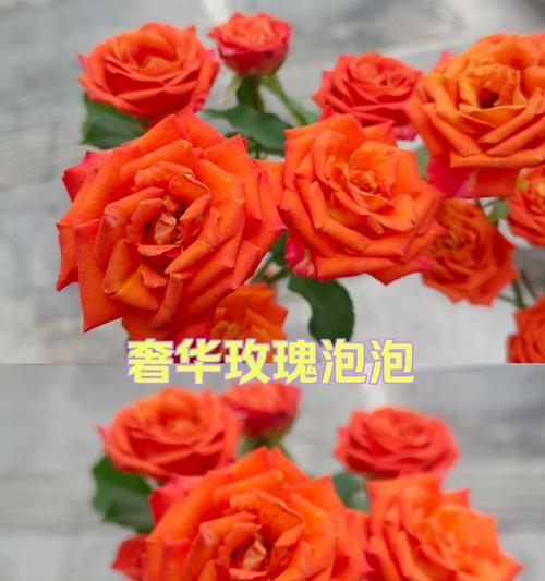 橙色玫瑰花的寓意是什么？