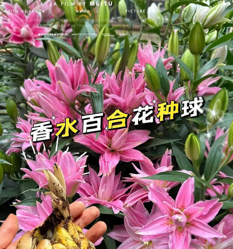 百合与玫瑰搭配的花语是什么？