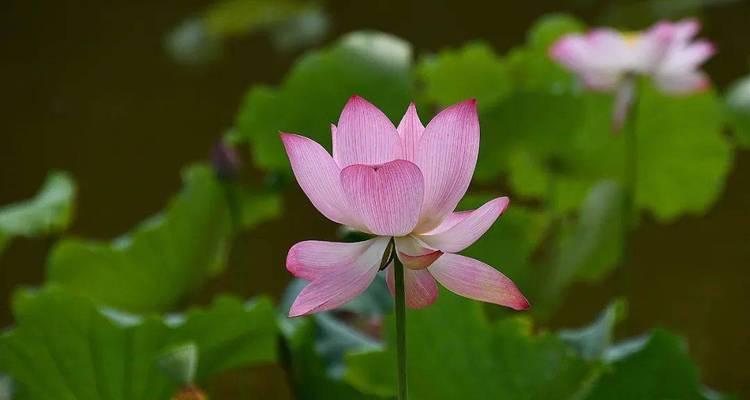 沙县湿地花圃植物种类介绍？